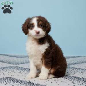 Darcy, Mini Aussiedoodle Puppy